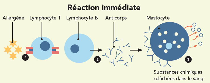 Immunologie de l'Allergie