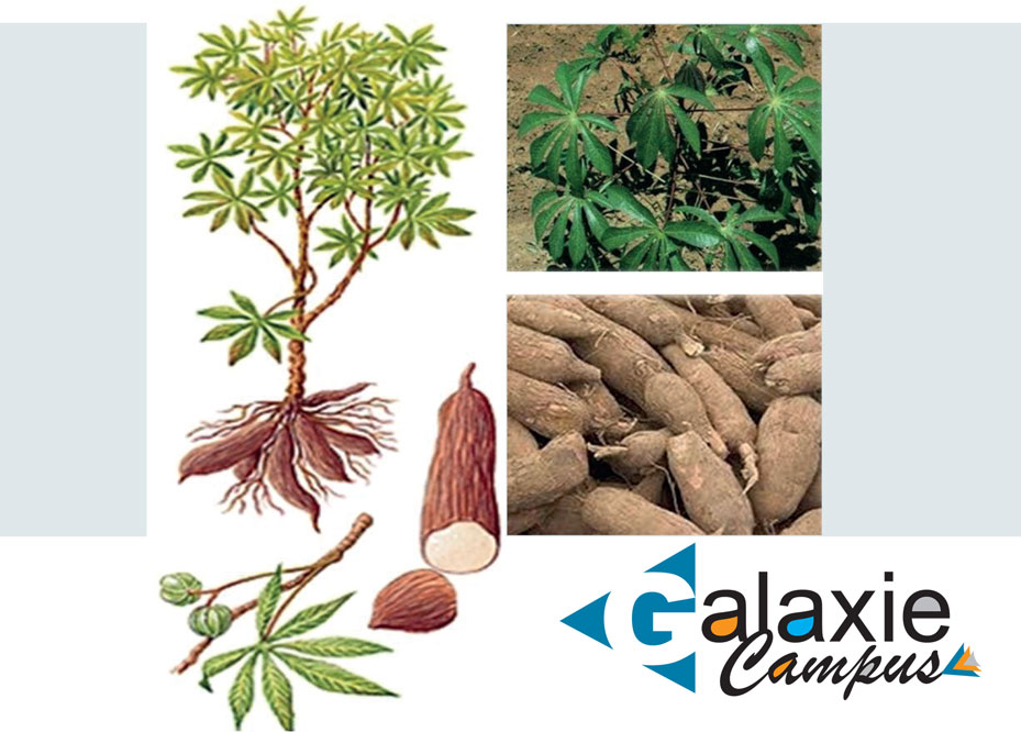 Toxicologie des HÉTÉROSIDES CYANOGENES